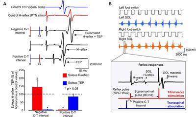 Neuronal Actions of Transspinal Stimulation on Locomotor Networks and Reflex Excitability During Walking in Humans With and Without Spinal Cord Injury